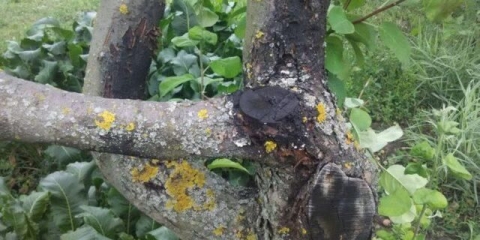 Plijesan (gljiva) na stablu jabuke: fotografija, opis, liječenje, kako se boriti